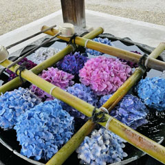 手水鉢のあじさい